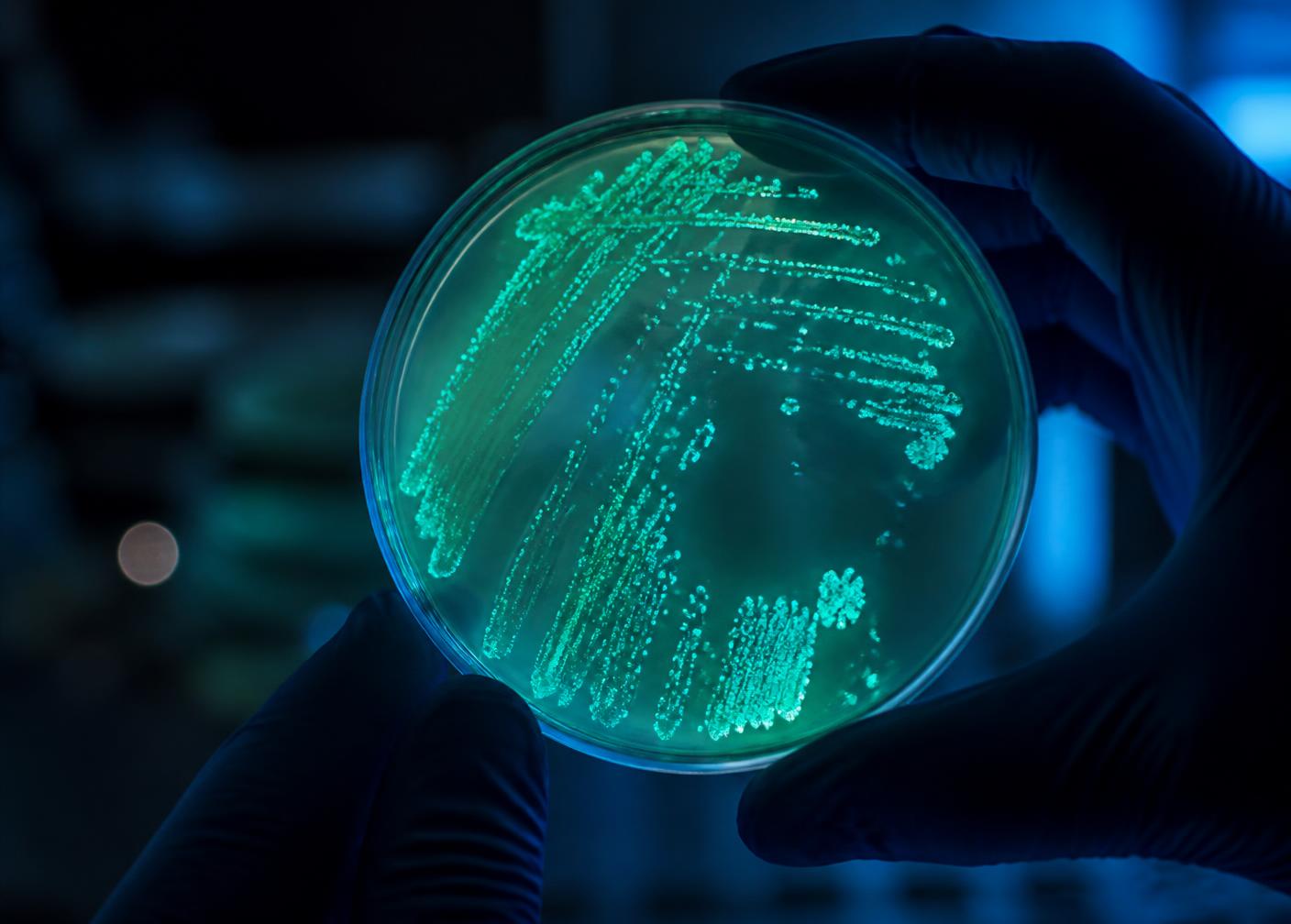 Gloved hands holding a petri dish with a faint bioluminescent culture glowing in a darkened laboratory